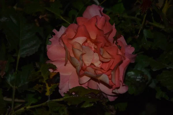 Vackra Kronbladen Scarlet Rose Och Hennes Nattvärld — Stockfoto