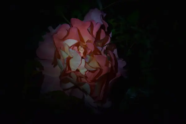 Piękne Płatki Szkarłatnej Róży Jej Nocny Świat — Zdjęcie stockowe