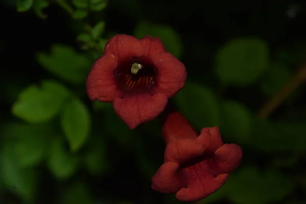 Kızıl zambak çiçekleri ve harika ve gizemli bir gece dünyası