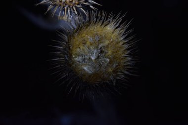 Geceleri solmuş dikenli bitki