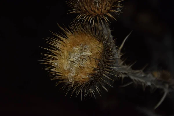 夜に茎を持つ花 — ストック写真