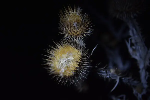 Una Planta Encantadora Ligeramente Espinosa Por Noche — Foto de Stock