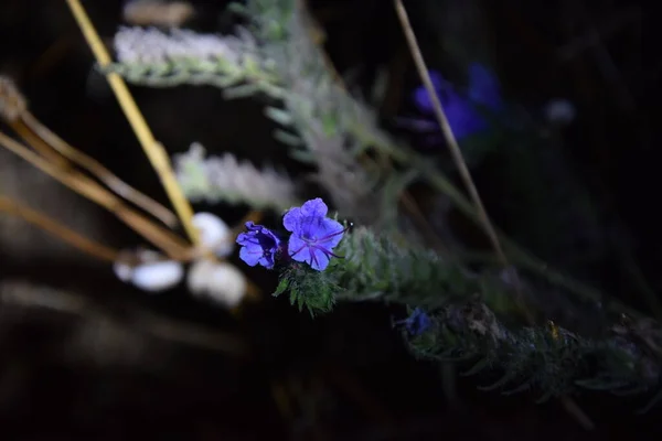 Jemný Fialový Květ Noci — Stock fotografie