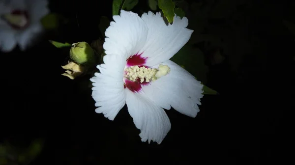 Delicada Flor Branca Neve Seu Encantador Mundo Noturno — Fotografia de Stock