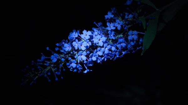 Μωβ Λουλούδια Και Την Ομορφιά Τους Νύχτα — Φωτογραφία Αρχείου