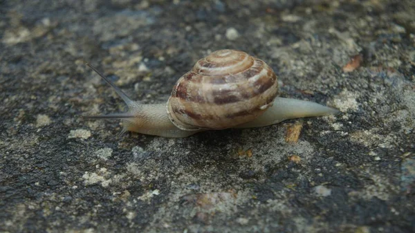 Snail Its Way Life — Stock Photo, Image