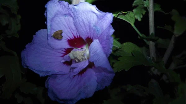 Άποψη Ενός Μοβ Λουλουδιού Και Των Πέταλών Του Νύχτα — Φωτογραφία Αρχείου