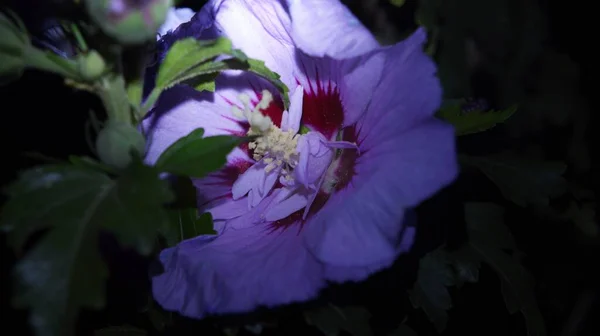 Widok Purpurowy Kwiat Jego Płatki Nocy — Zdjęcie stockowe