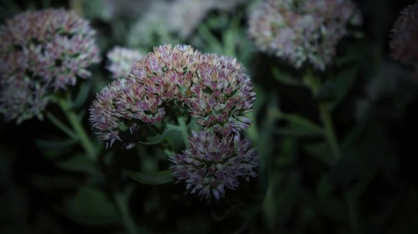 View Wildflowers Night — Stock Photo, Image
