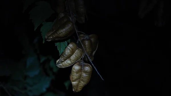 Семена Растений Удивительная Форма Оттенки Цвета Ночью — стоковое фото