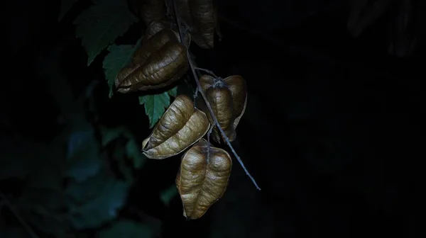 植物种子及其令人惊奇的形状和夜晚的色泽 — 图库照片