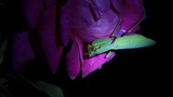 Güzel Gül ve Narin Yeşil Dua Eden Peygamberdevesi