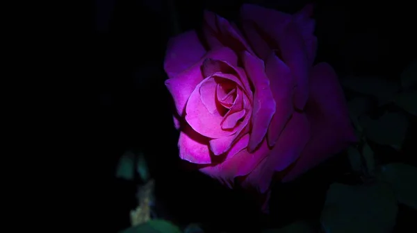 Λεπτό Κόκκινο Τριαντάφυλλο Στον Κόσμο Της Νύχτας — Φωτογραφία Αρχείου