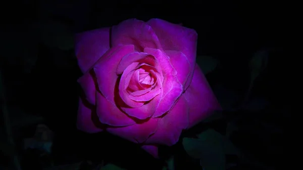 Delicada Rosa Escarlata Mundo Nocturno —  Fotos de Stock
