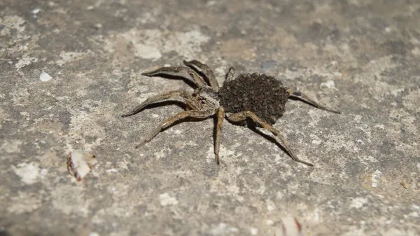 Şefkatli anne örümcek ve onun geniş ve dost canlısı ailesi.