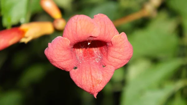 夜に繊細な赤いユリの花 — ストック写真