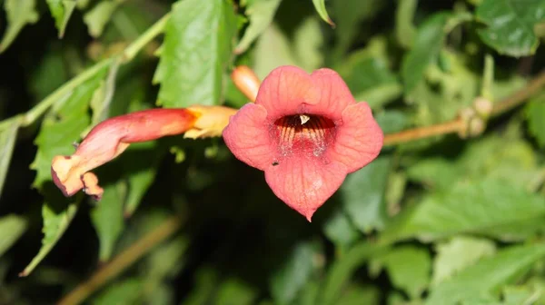 Delicada Flor Lírio Vermelho Noite — Fotografia de Stock