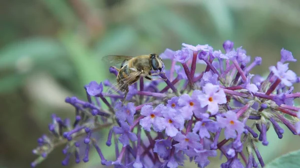 Une Abeille Recueille Pollen Sur Une Branche Violette Fleurs — Photo