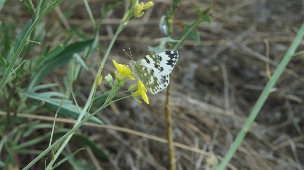 Groene Natuur Haar Inwoner Prachtige Vlinder — Stockfoto