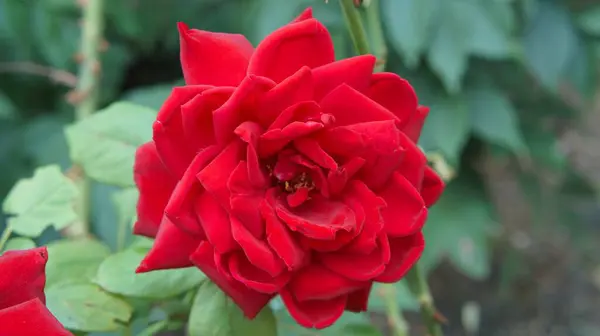 Período Floração Delicada Rosa Vermelha — Fotografia de Stock