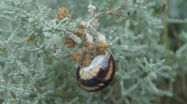 Escargot Endormi Son Monde Plantes Fleurs — Photo