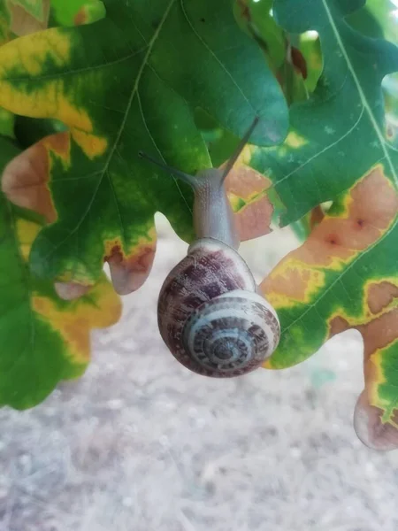 Escargot Merveilleux Délicat Sur Une Feuille Arbre Automne — Photo