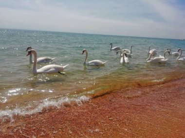 Deniz kıyısında güzel bir kuğu sürüsü