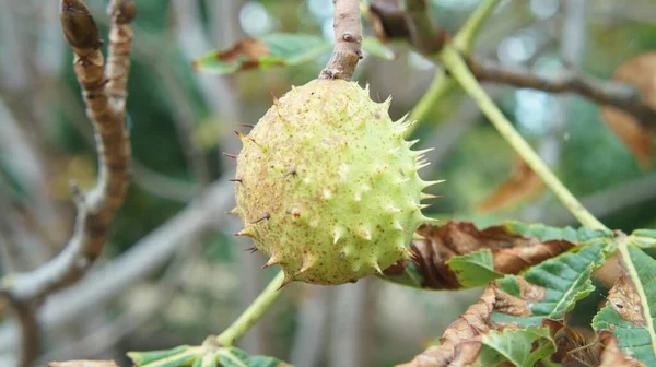 Kestane ağacının yumuşak yeşil tohumları