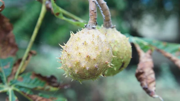 Kestane ağacının yumuşak yeşil tohumları
