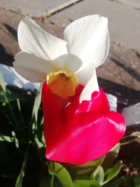 Delikatny Uścisk Pięknych Kwiatów Wiosenny Dzień — Zdjęcie stockowe