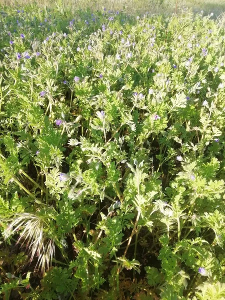 Bitkilerin çeşitliliği ve uzayın tazeliği