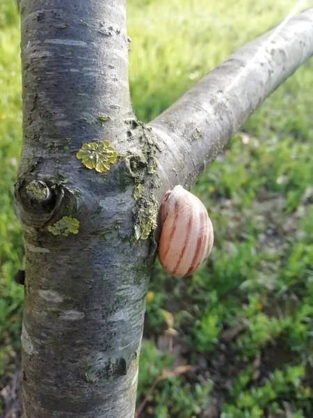 Yosun kaplı bir ağaç gövdesinde uyuyan salyangoz.