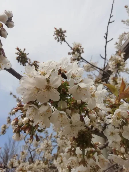 봄철에 자라는 나무의 꽃들을 바라봄 — 스톡 사진