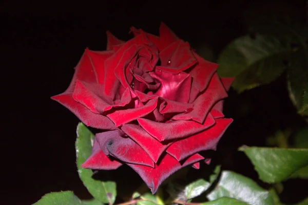 Tatlı narin gül ve onun kırmızı kahverengi taç yaprakları