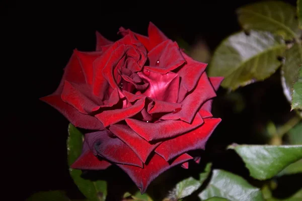 Preciosa Rosa Delicada Sus Pétalos Color Marrón Rojizo Por Noche — Foto de Stock
