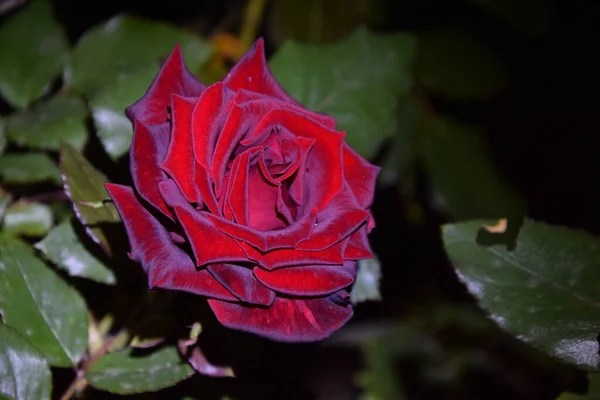 Piękna Delikatna Róża Jej Czerwono Brązowe Płatki Nocy — Zdjęcie stockowe