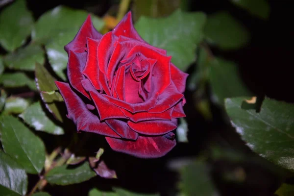 Heerlijke Delicate Rose Haar Roodbruine Bloemblaadjes Nachts — Stockfoto