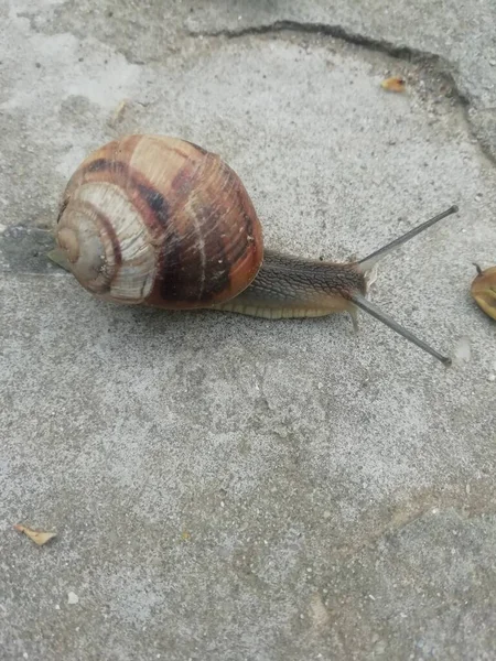 Güzel Salyangoz Onun Hayat Hareketi — Stok fotoğraf