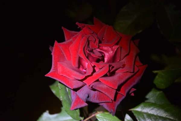 Mundo Noturno Misteriosa Rosa Vermelha Escura — Fotografia de Stock