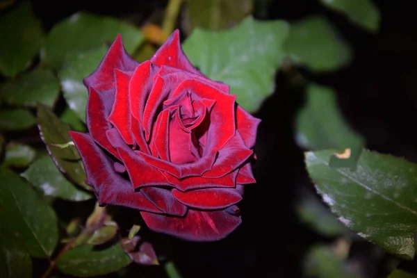 Mundo Nocturno Misteriosa Rosa Roja Oscura — Foto de Stock