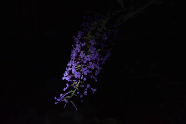 Lila Blommor Gren Växt Natten — Stockfoto
