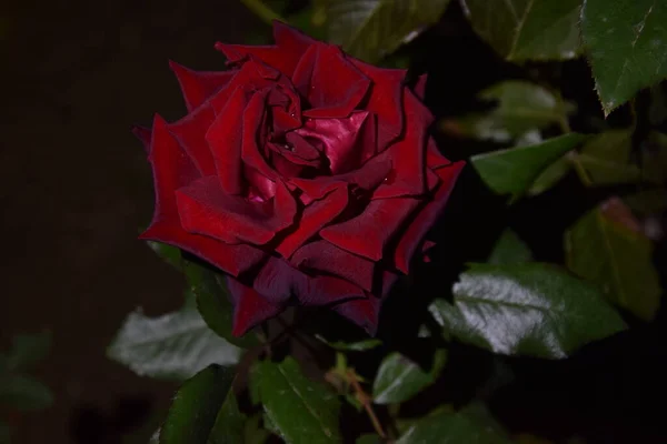 Widoczne Nocnym Świecie Czerwonej Brązowej Róży — Zdjęcie stockowe