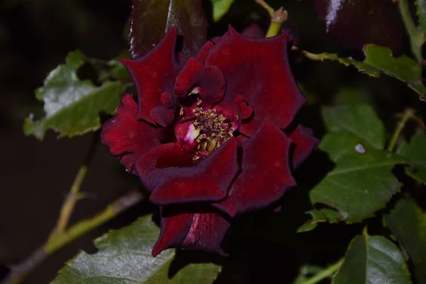 Visible Sur Monde Nocturne Une Rose Rouge Marron — Photo