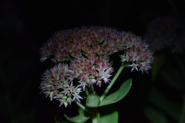 Geceleri açan kır çiçekleri.