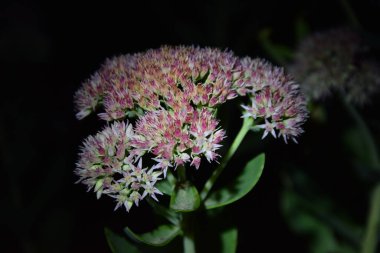 Geceleri açan kır çiçekleri.