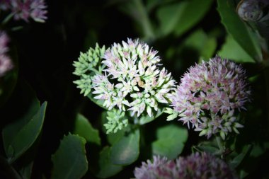 Geceleri açan kır çiçekleri.