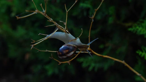 Mouvement Escargot Sur Une Branche Une Plante Nuit — Photo