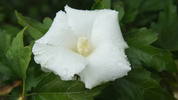 Kar beyazı kar renkleri diyarında