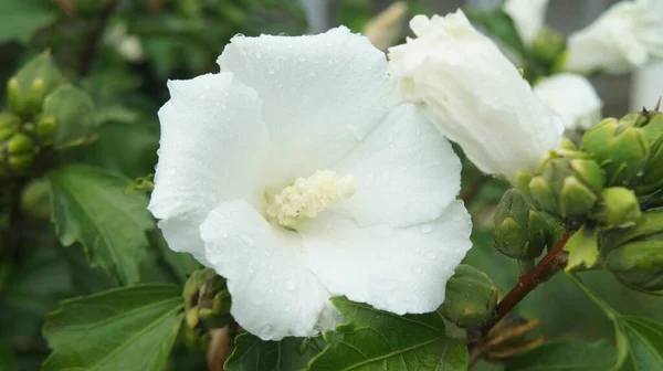 Kar beyazı kar renkleri diyarında