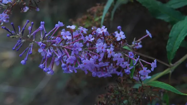 Hafif açık mor renk filizi